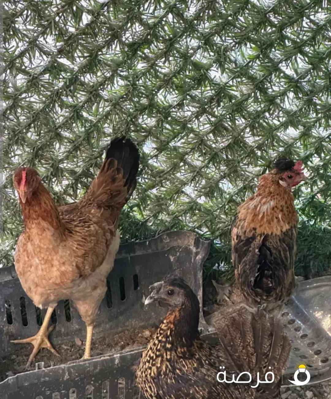 دجاج للبيع