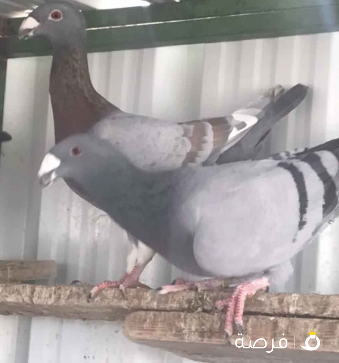 للبيع حمام ودجاج