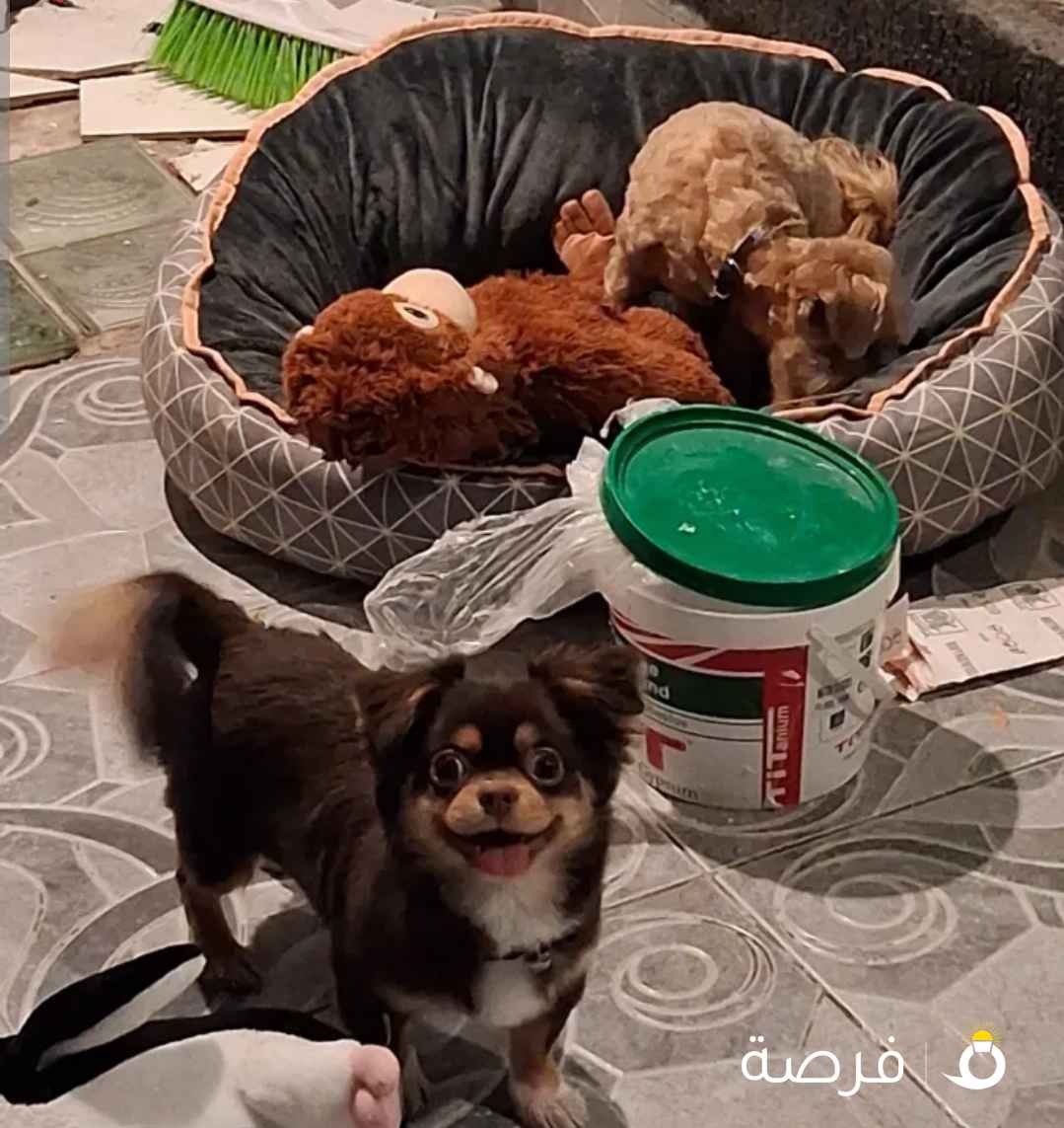عدد 2 كلب صغار