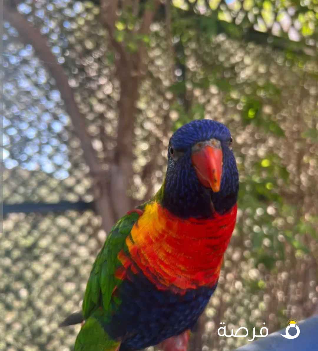 سبب البيع الإنشغال عنه