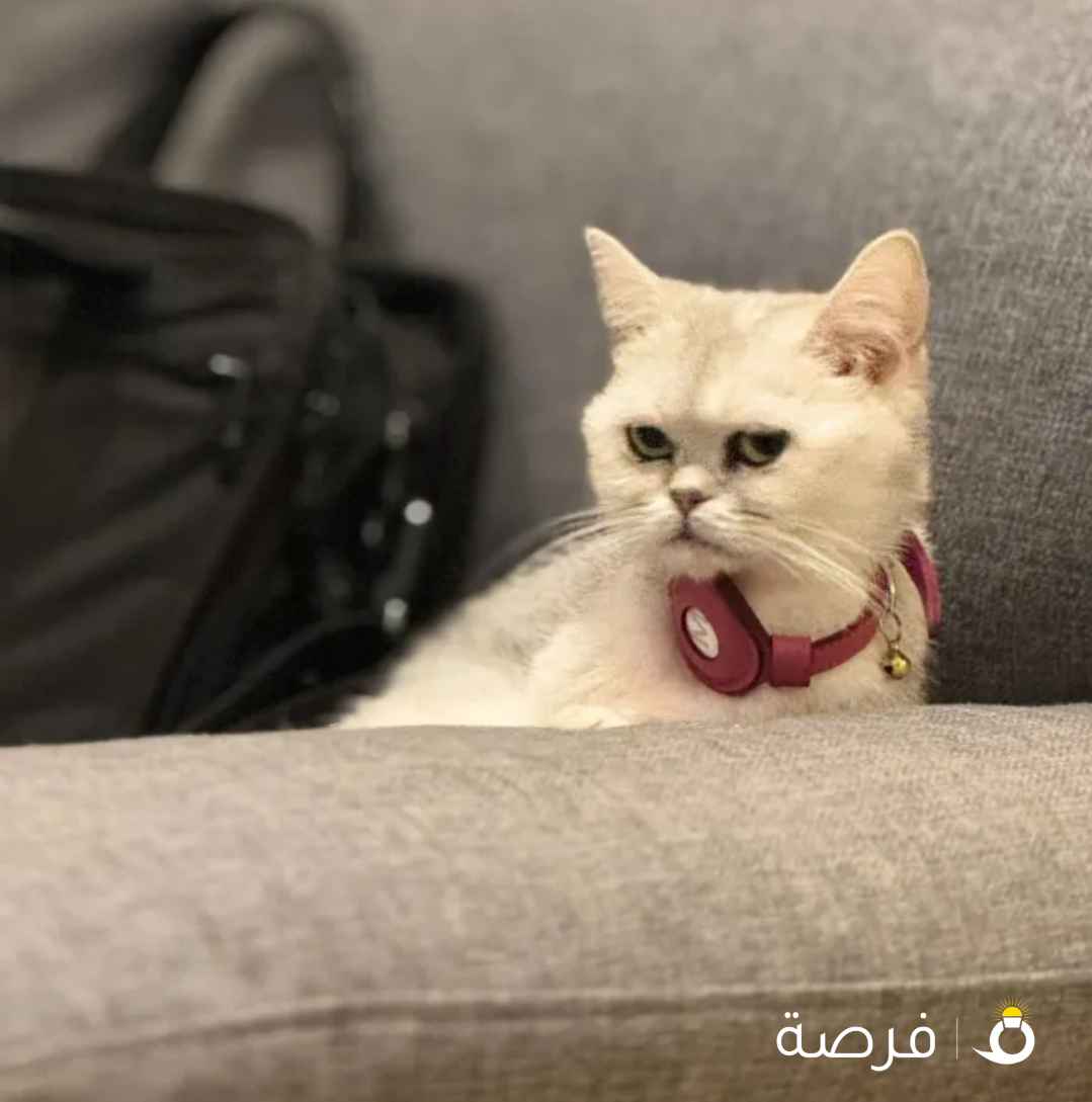 British Short Hair 2 Years Female