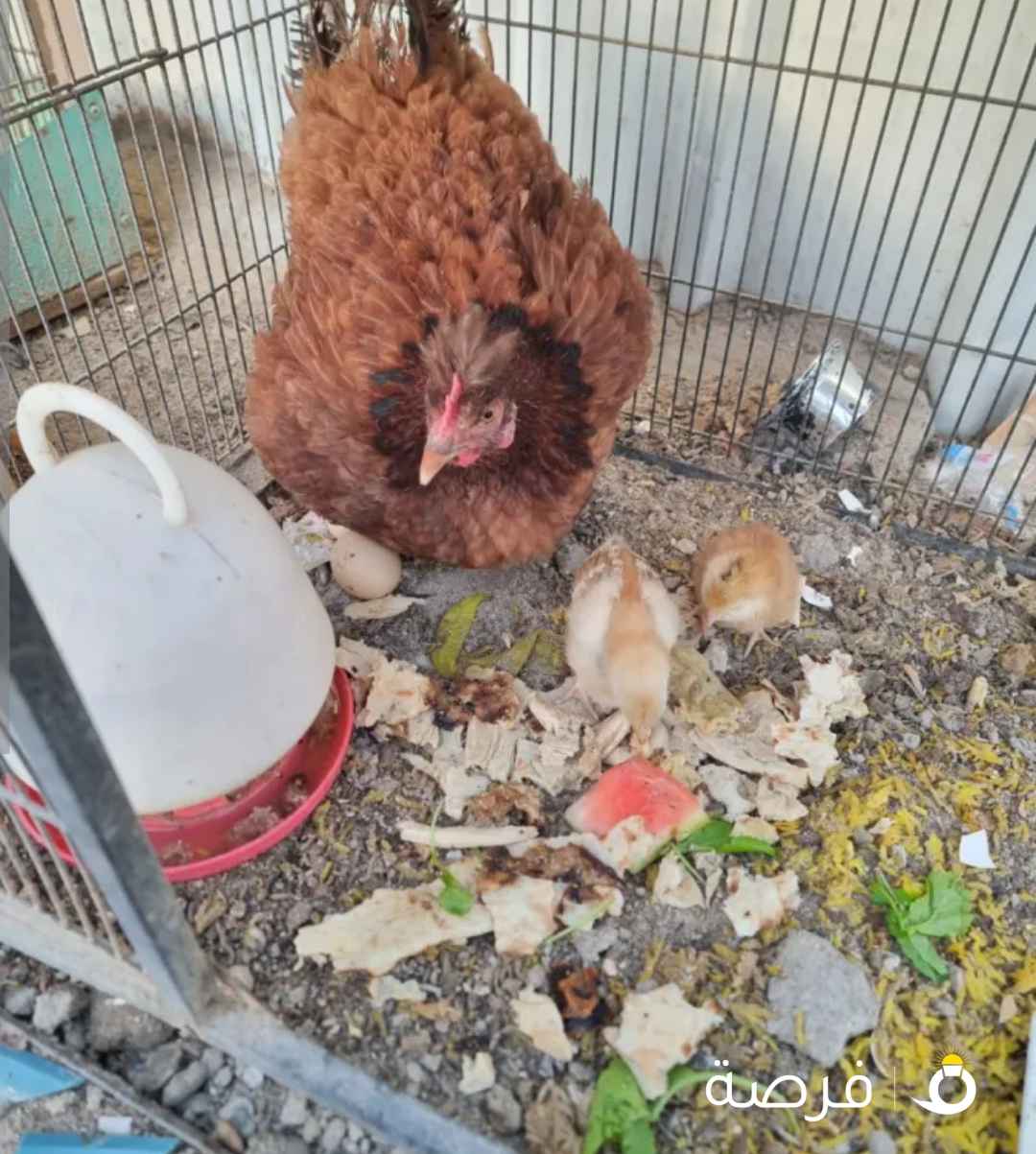 للبيع دجاج لوهمان مع فروخهم