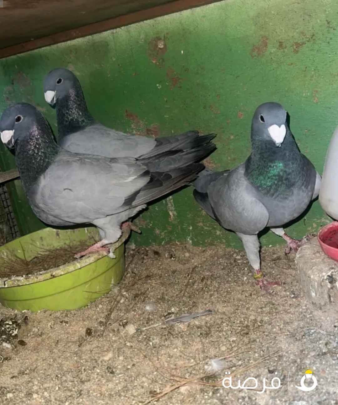 للبيع مداين امريكي