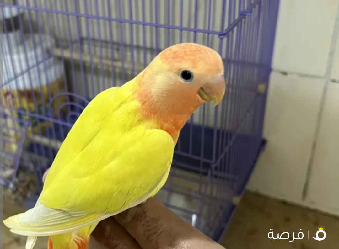 لوف بيرد بيور