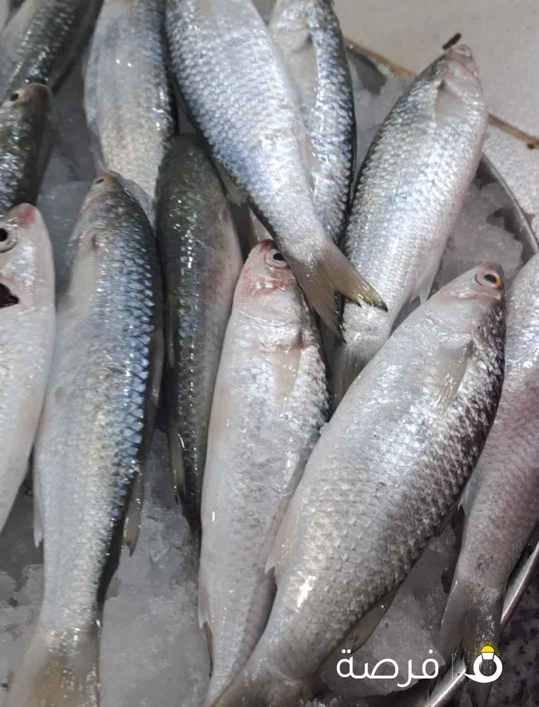 أسماك طازجة يوميا من التجربة الاولي أبوبدر للأسماك الطازجة تنضيف وتوصيل مجاني