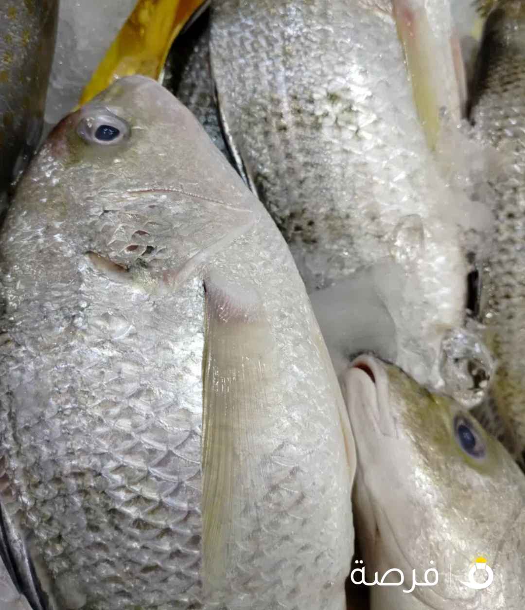 اسماك ابو أنس