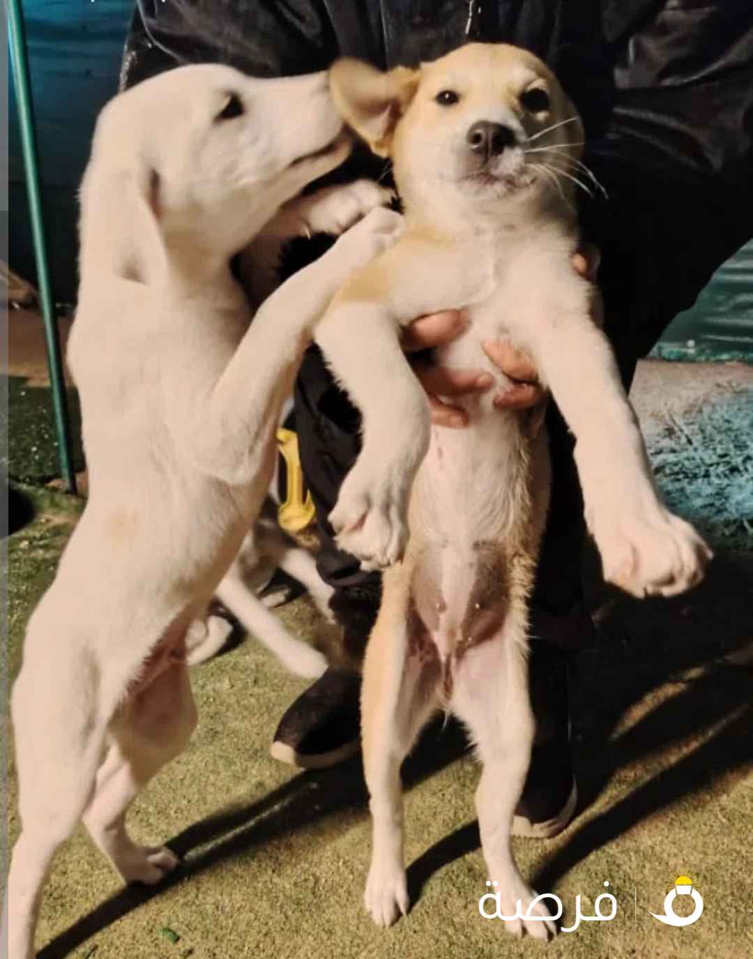 للتبني كلاب