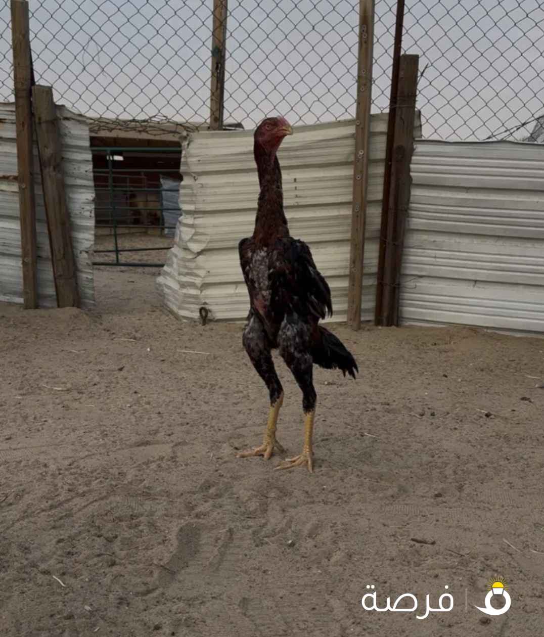 هنود مستوى فاخر