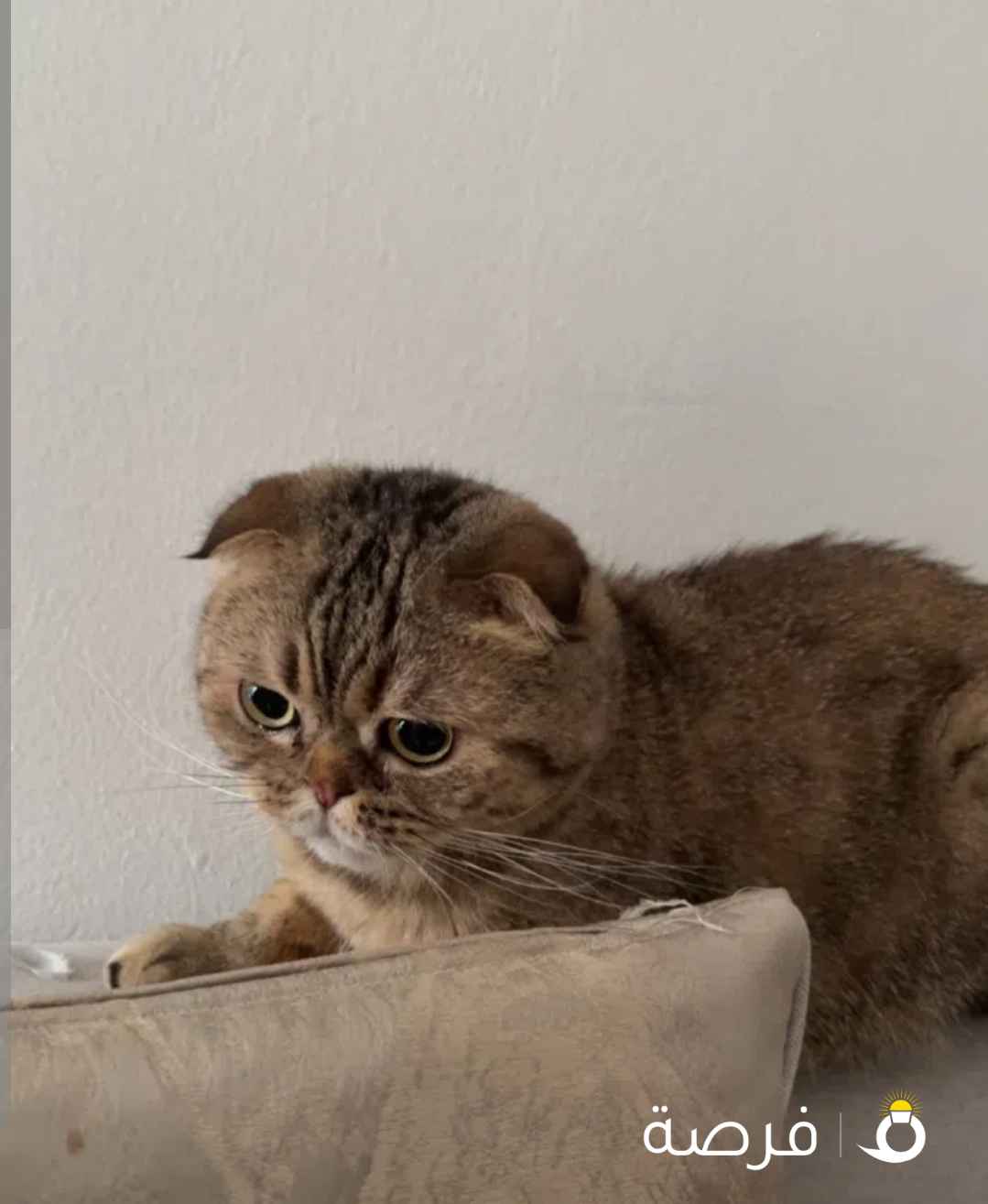 قطوه للتبني