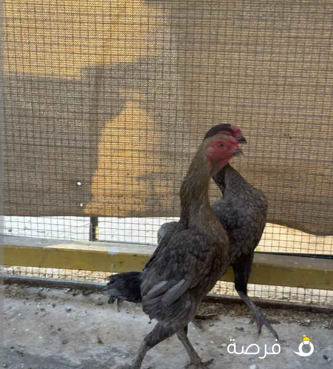 دجاج فايتر للبيع