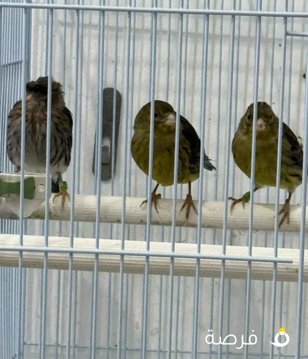 كناري تمبرادو نثاااي مواليد 2025