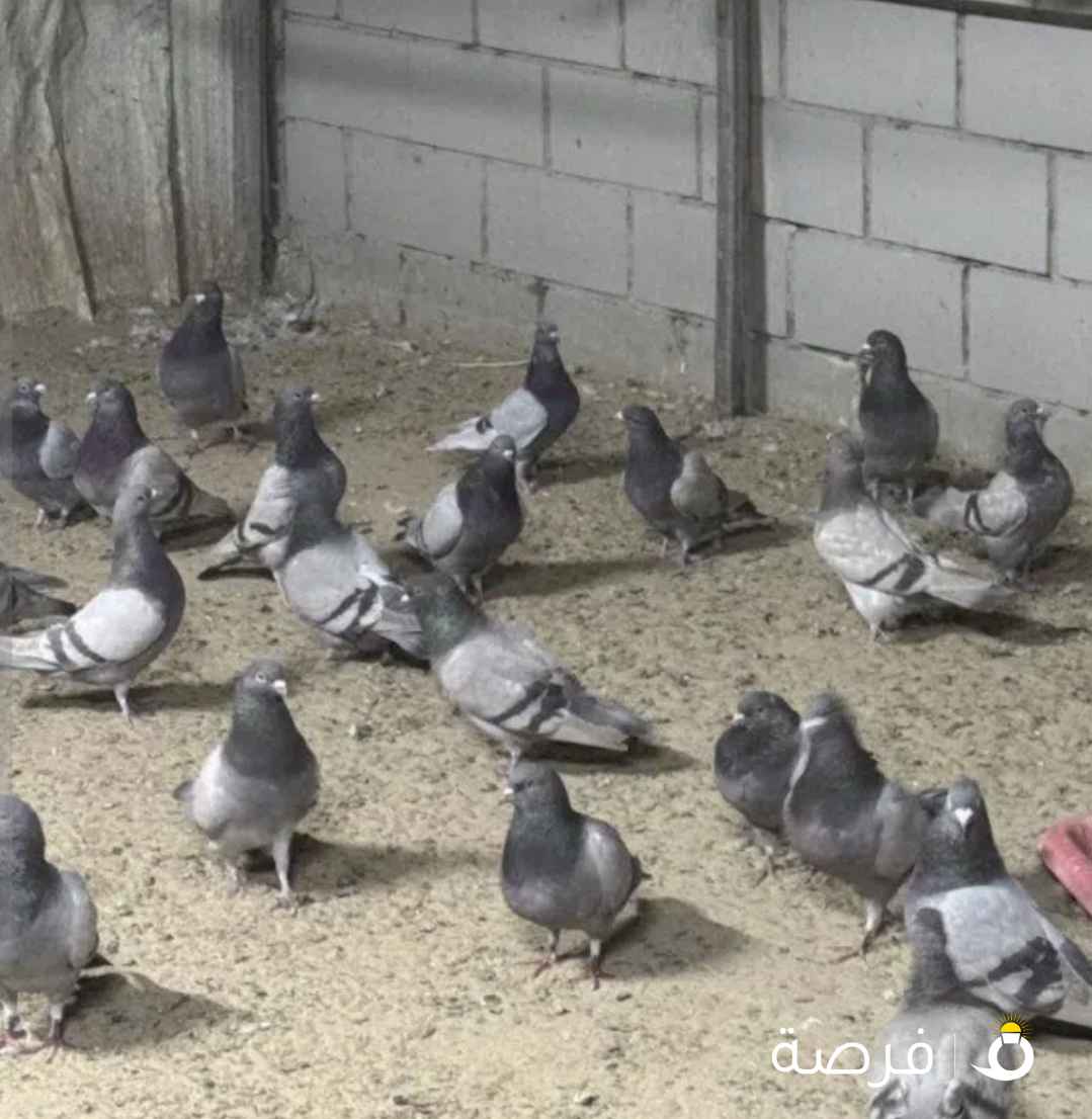 للبيع حمام زاجل مع فروخ وبيض 500 زوج منتج ممتاز