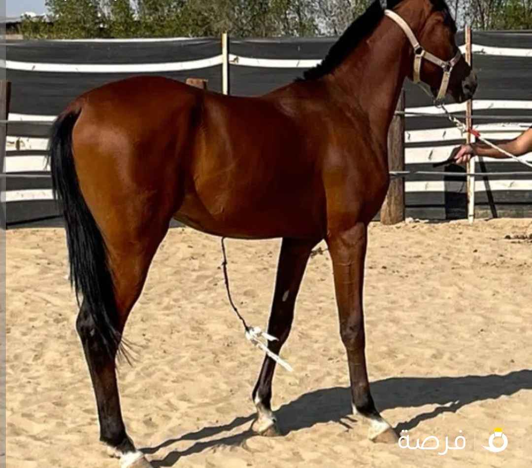 مهر عربي فاخر الأب نجم الثريا