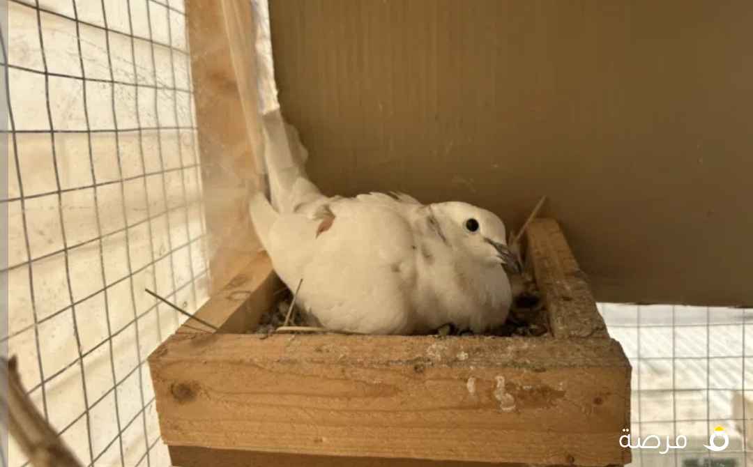 حمام مطوّق (ياكريم)