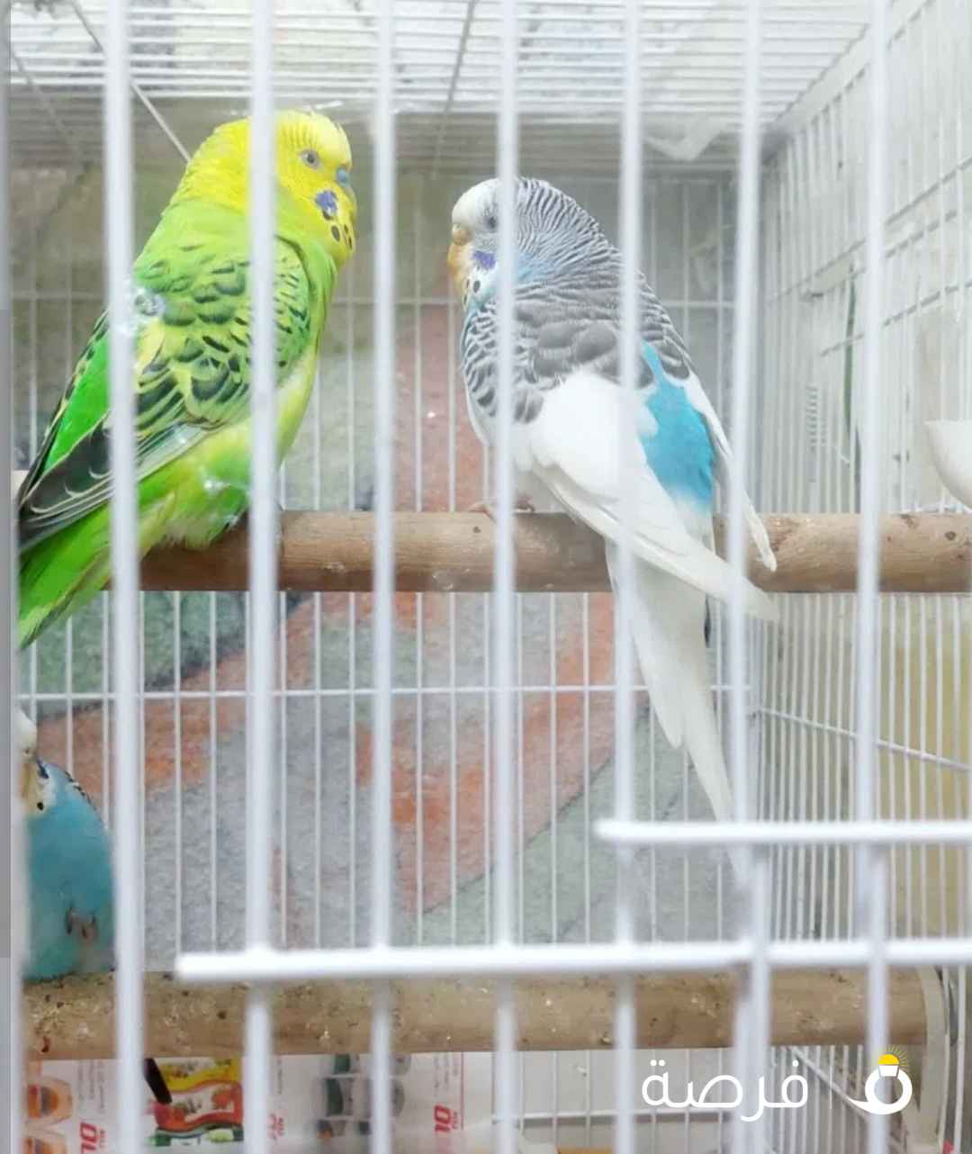 Budgies with big Gage for sale inAbbasiya