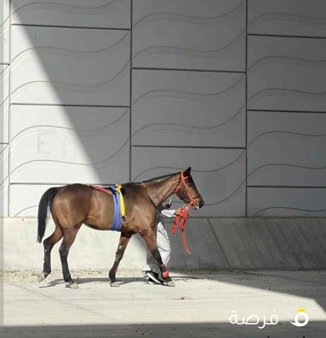 حصان ريس انقليزي برصيده سياره وكاس امير الحصان كان يتجهز للموسم والحين موقف الي يبي حصان طيب لا يفوت