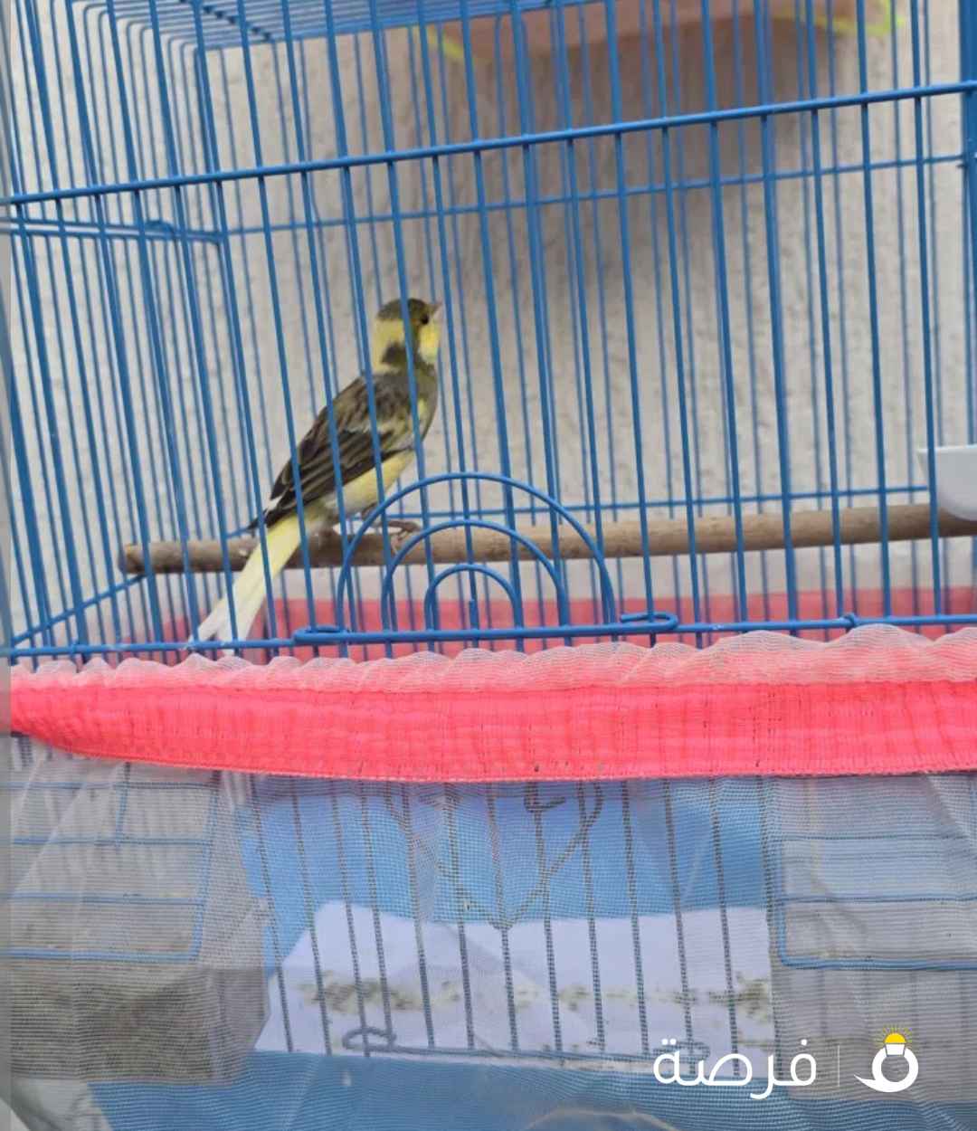 كناري اسباني وايراني