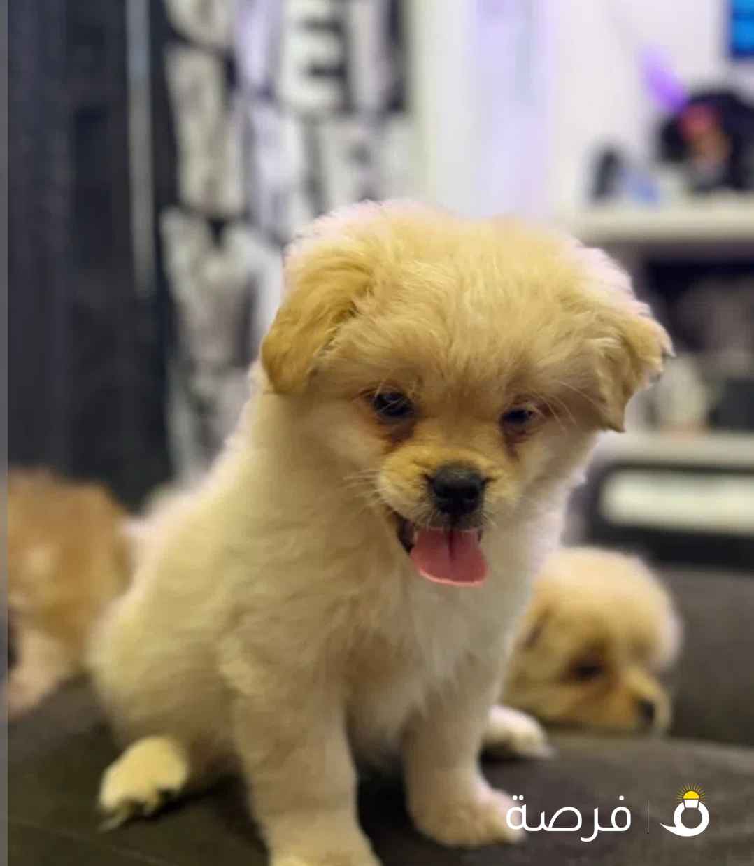 كلب مالتيبو