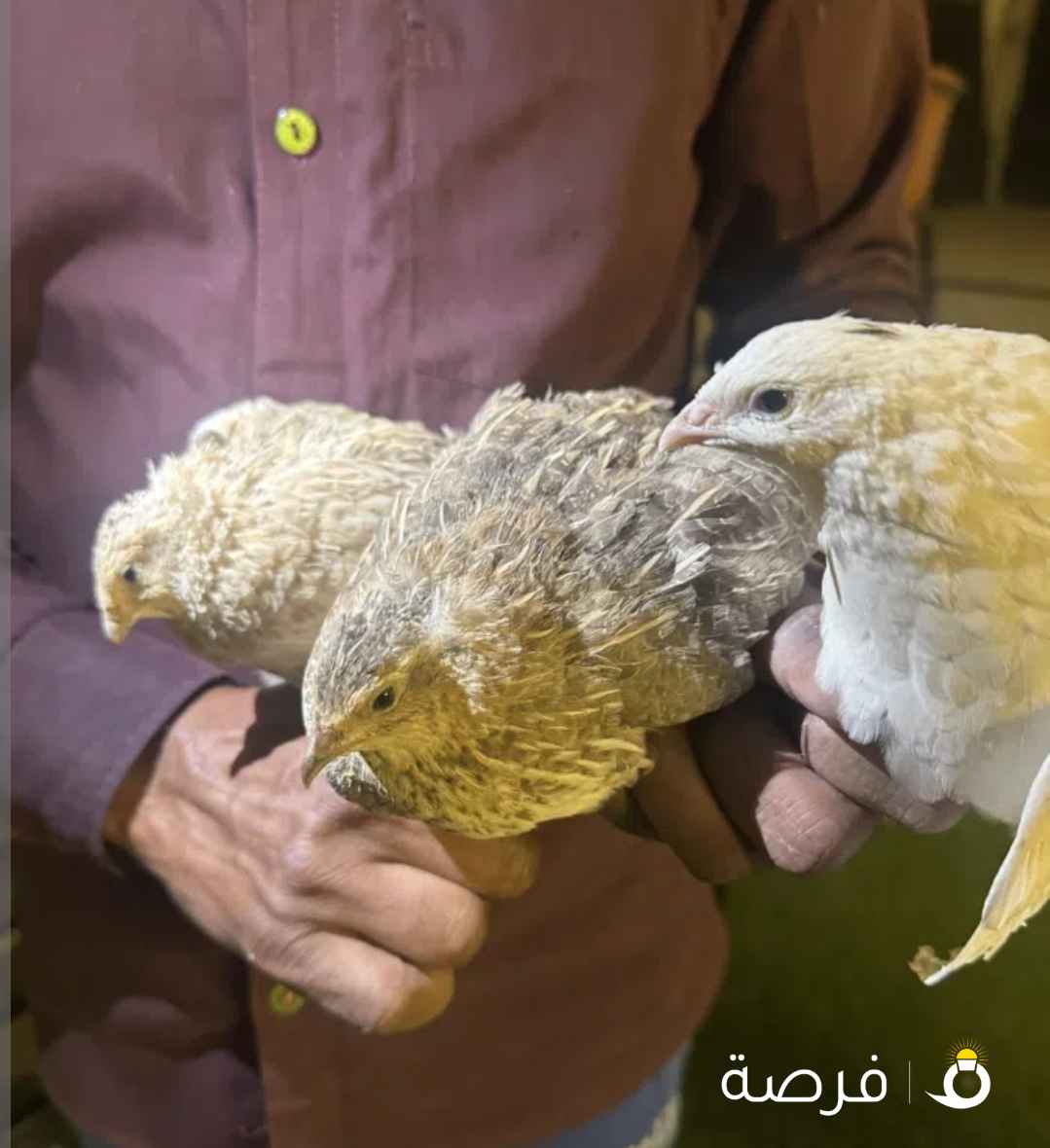 للبيع فري ياباني سوبر بيض جبد