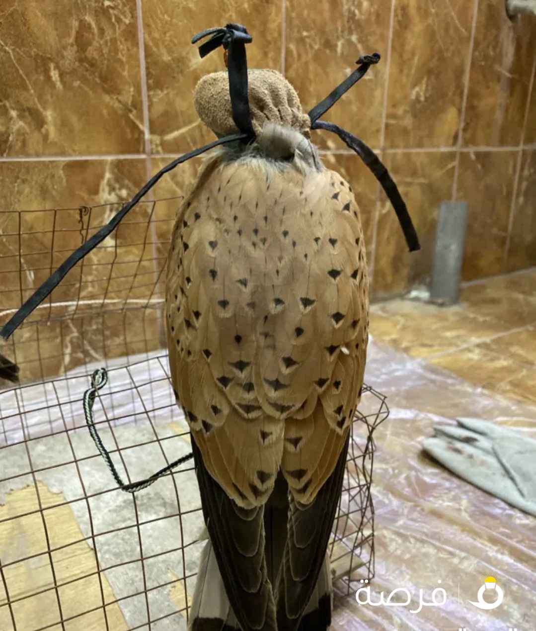 للبيع ترمه علا السوم