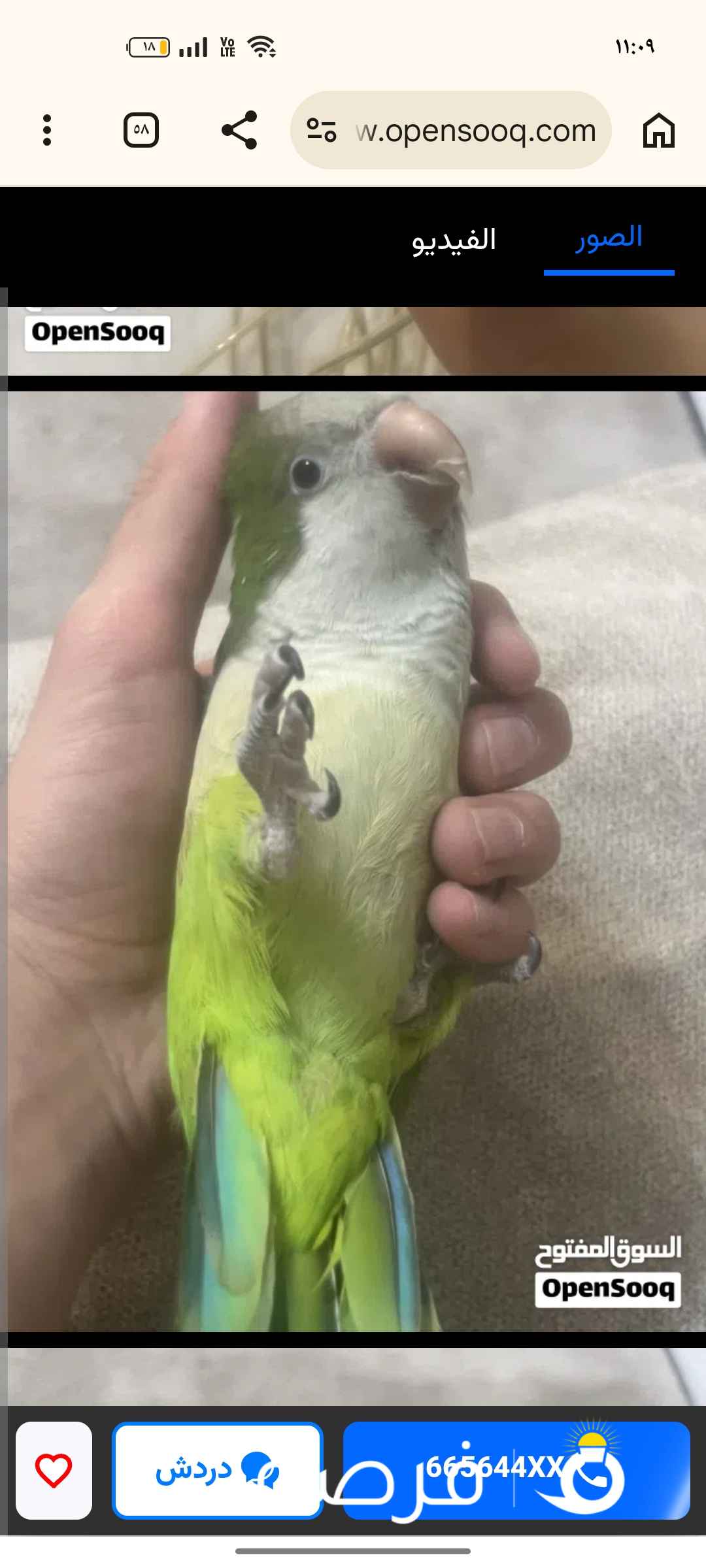 فروخ لوف بيرد / روز و كويكر فل ربوه ما فيه عض للبيع(اقرا الوصف