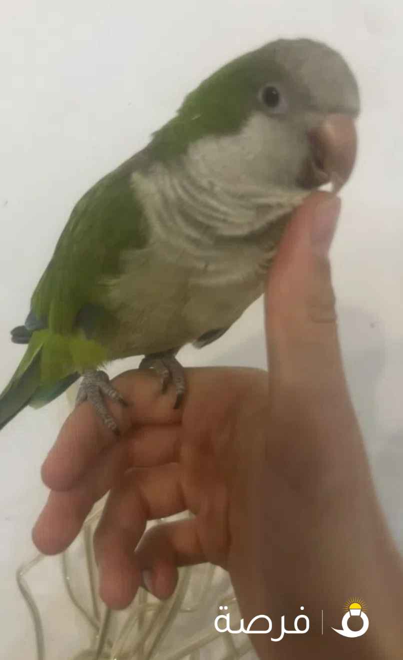 فروخ لوف بيرد / روز و كويكر فل ربوه ما فيه عض للبيع(اقرا الوصف