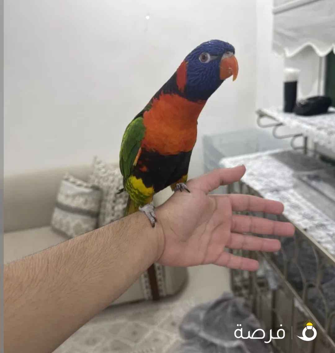 طير رينبو لوري