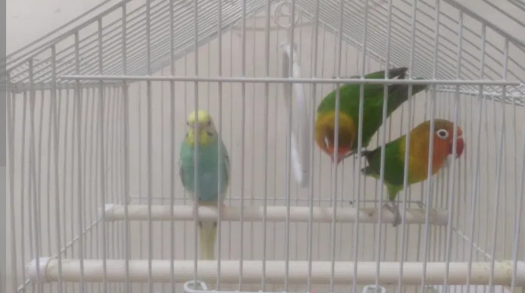 للبيع عصافير الحب(لاف بيرد) و عصفور البادجي