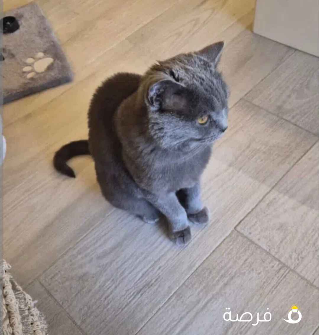 برتش شورت هير