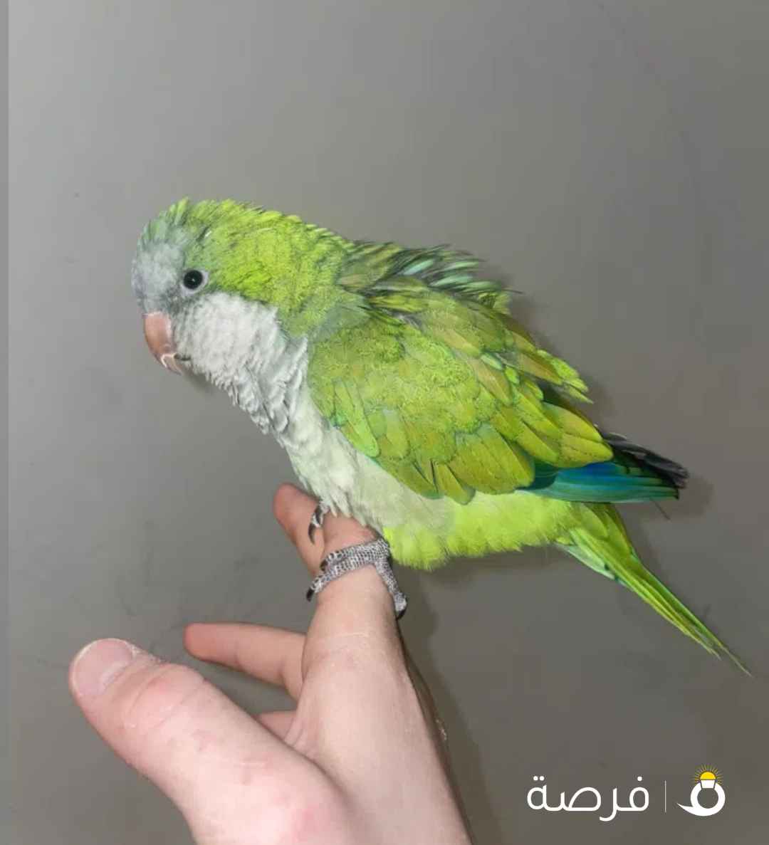 ببغاء الكويكر اقرأ الوصف