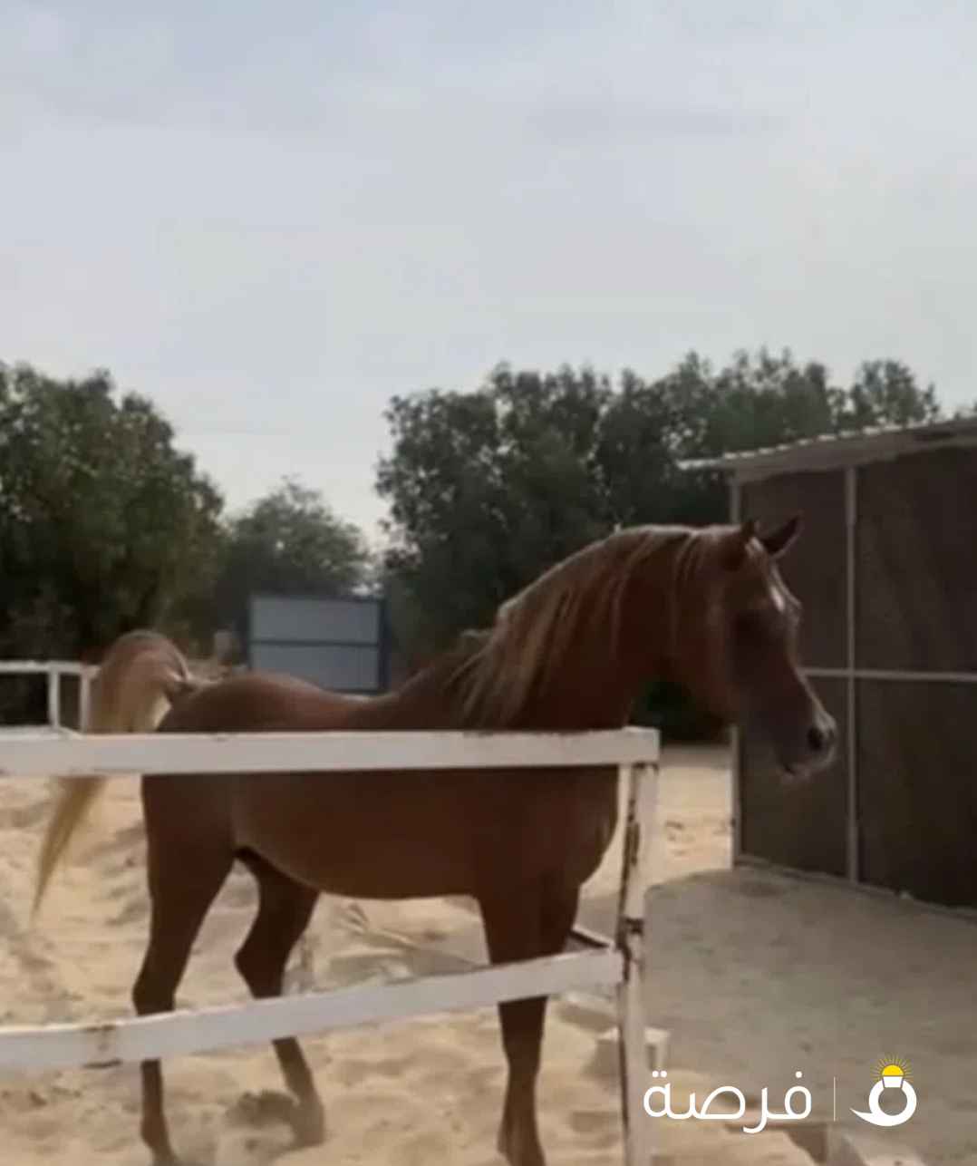 اللبيع حصان مصري