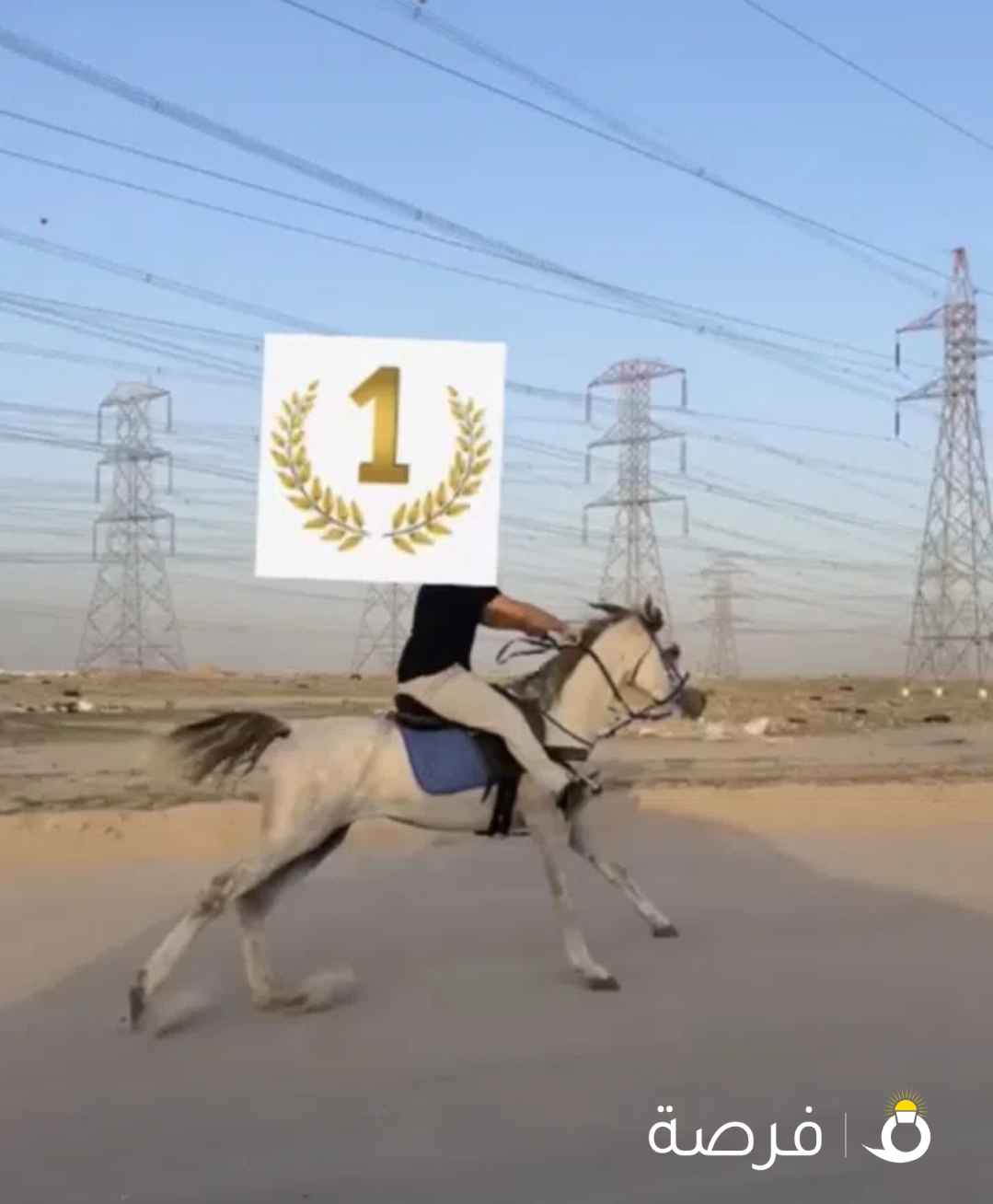 حصان العمر ⁦⁦8⁩⁩ ⁦⁦9⁩⁩ بولش بدون اورق معسوف يركبه الصغير والكبير المكان رحيا البيع منضور عن الحلال والحرام