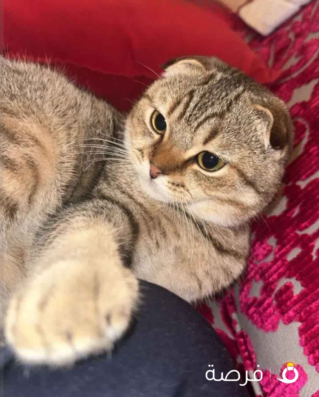 سكوتش فولد للتبني