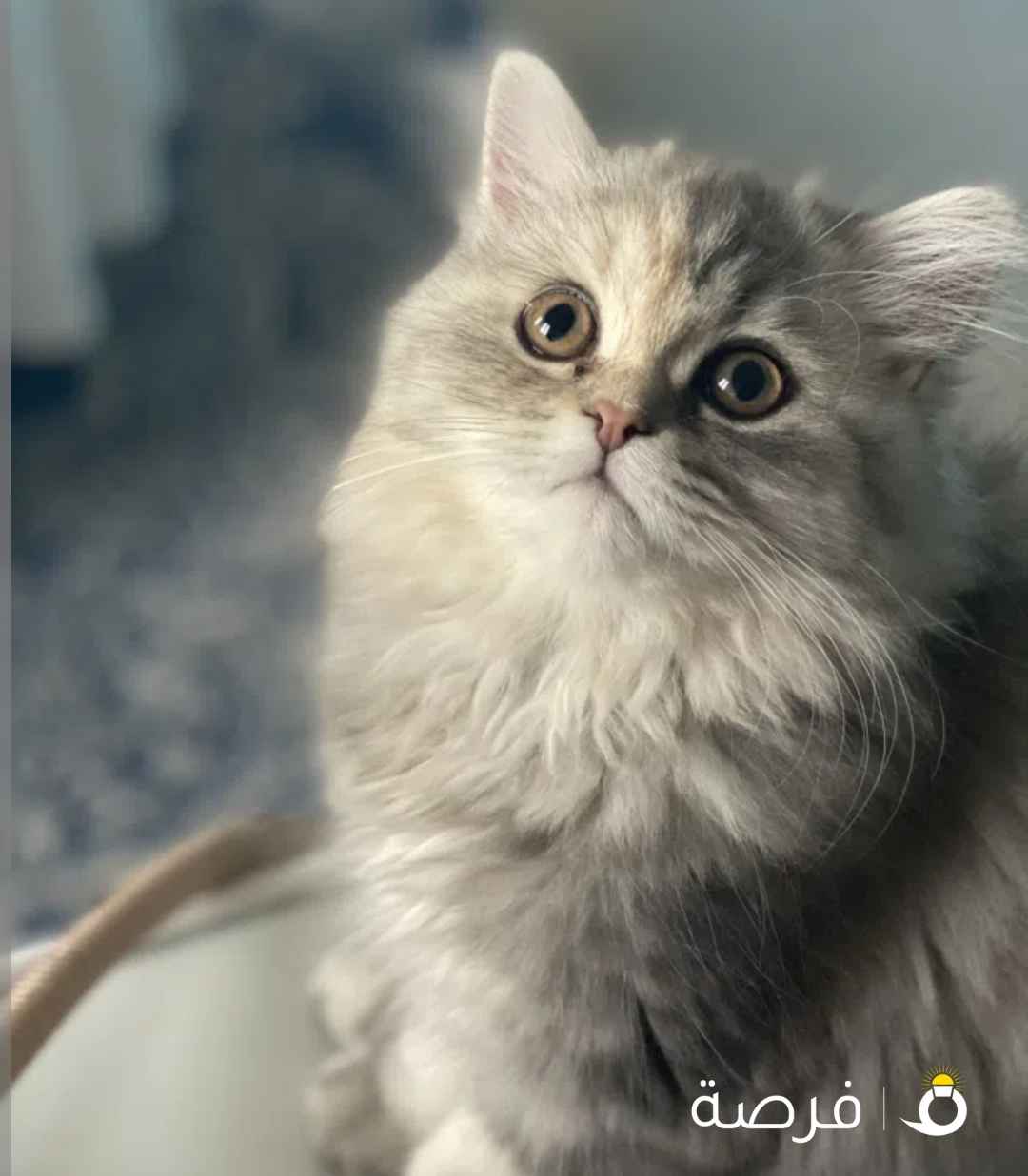 للتبني قطتين مكس ⁦⁦persian⁩⁩ ⁦⁦and⁩⁩ ⁦⁦british⁩⁩