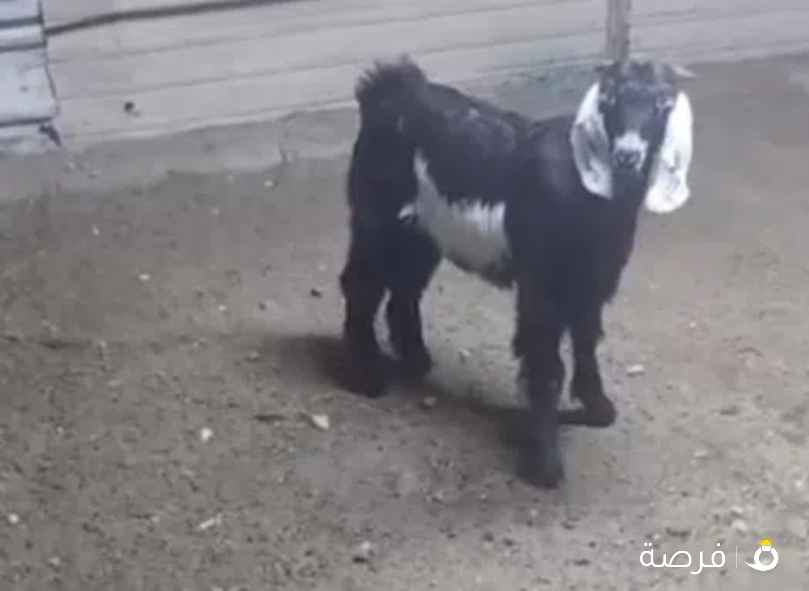 للبيع تيس منادي