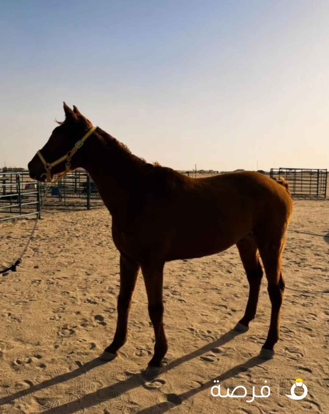 للبيع حصان إنجليزي