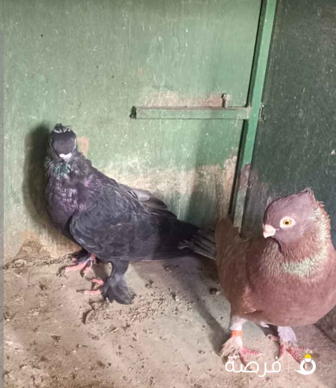 للبيع حمام ابو فوطه نفاخ نرويجي قلم لاحم مطور كارير