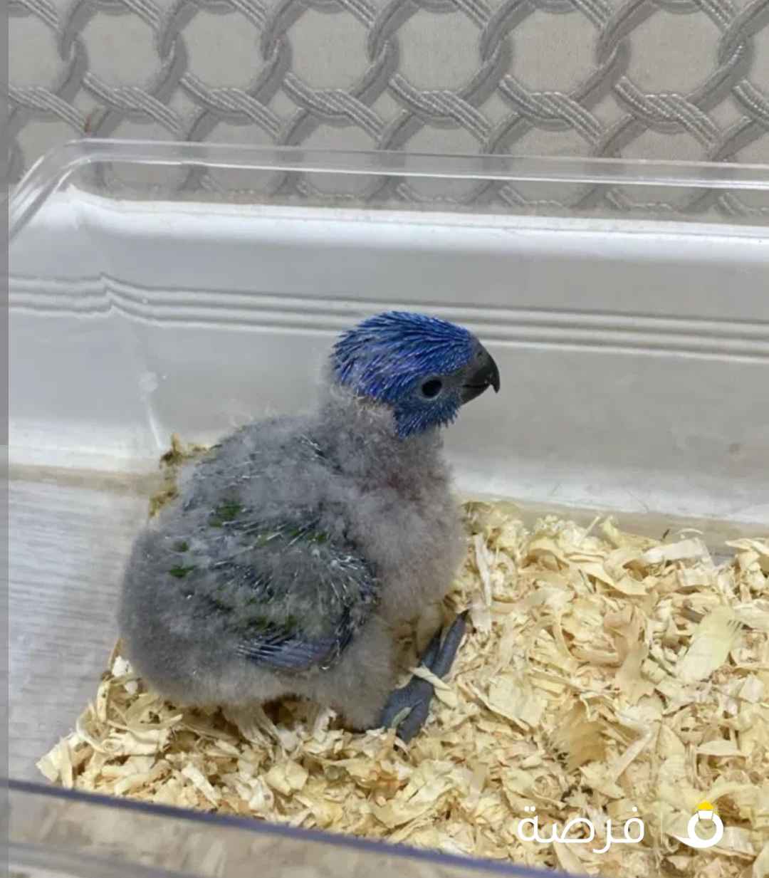 فرخ لوري للبيع