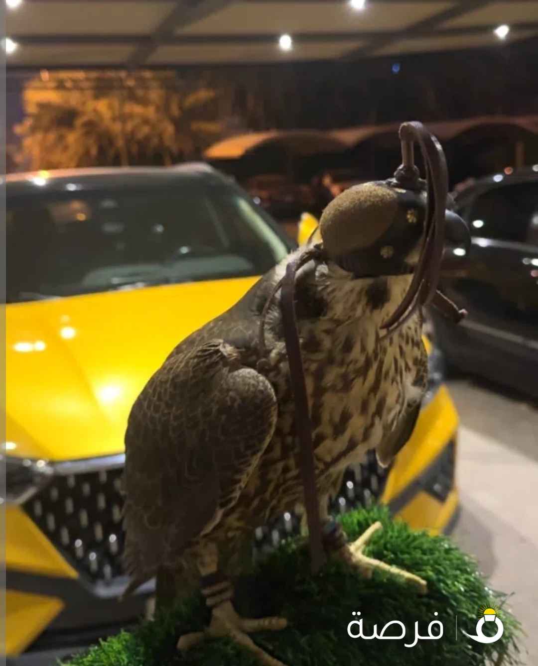 شيهانه جبليه تفريخ