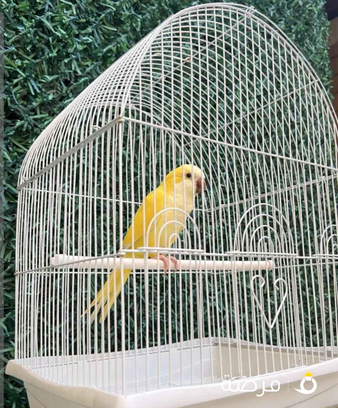 للبيع كويكر (لاتينو) الطير حمامه مافي عض كلللش حجم طيب وشرررط الصحه مايشتكي من أمراض كلش