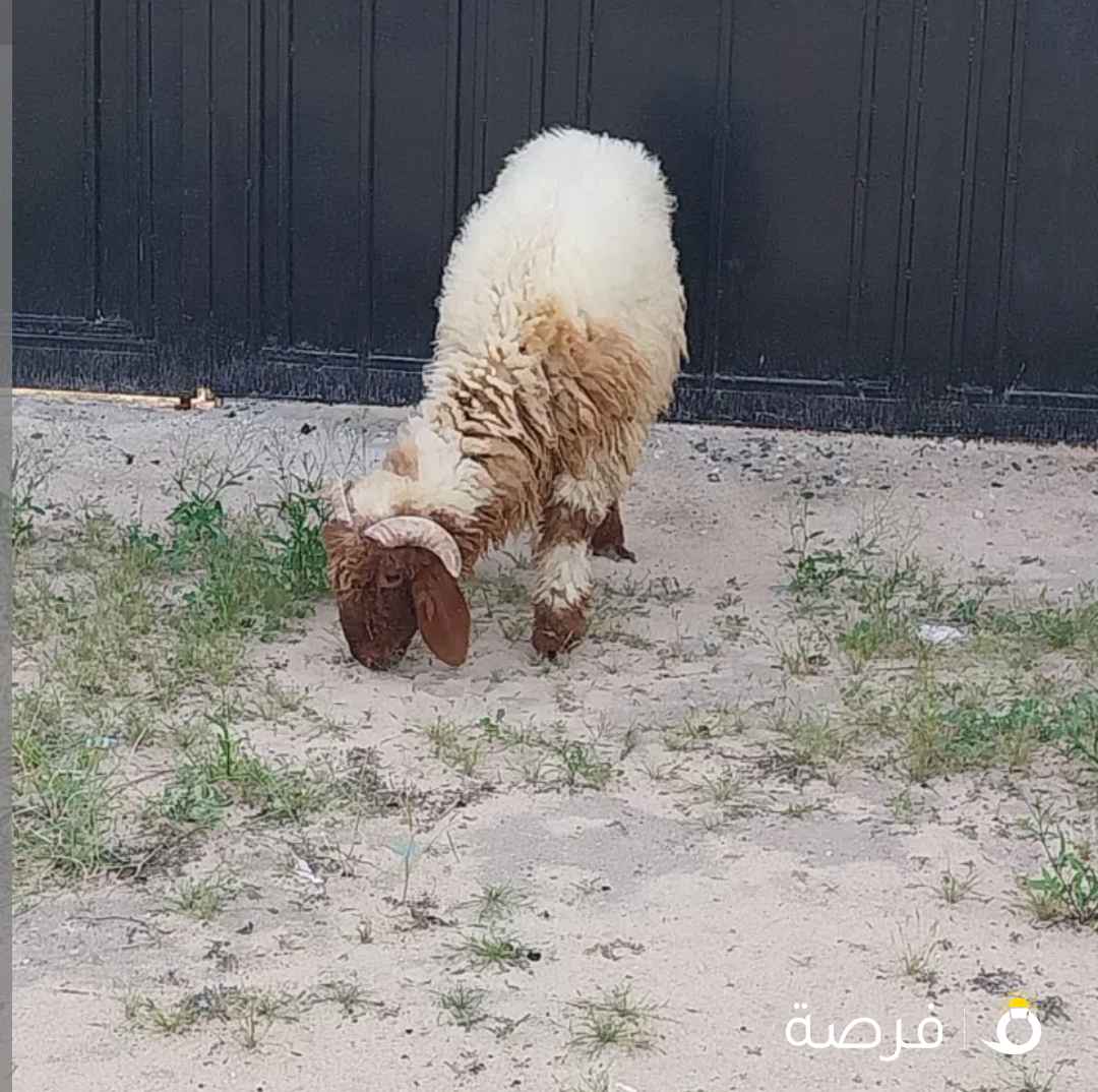 للبيع طلي محلي