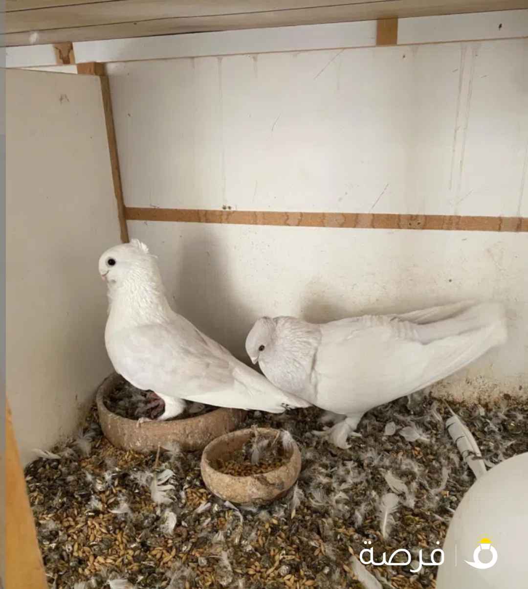 حمام حب الرمان ⁦⁦4⁩⁩ أزواج منتجين للبيع