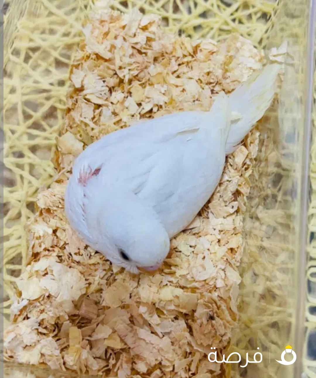 طيور حب وفروخ ربوه