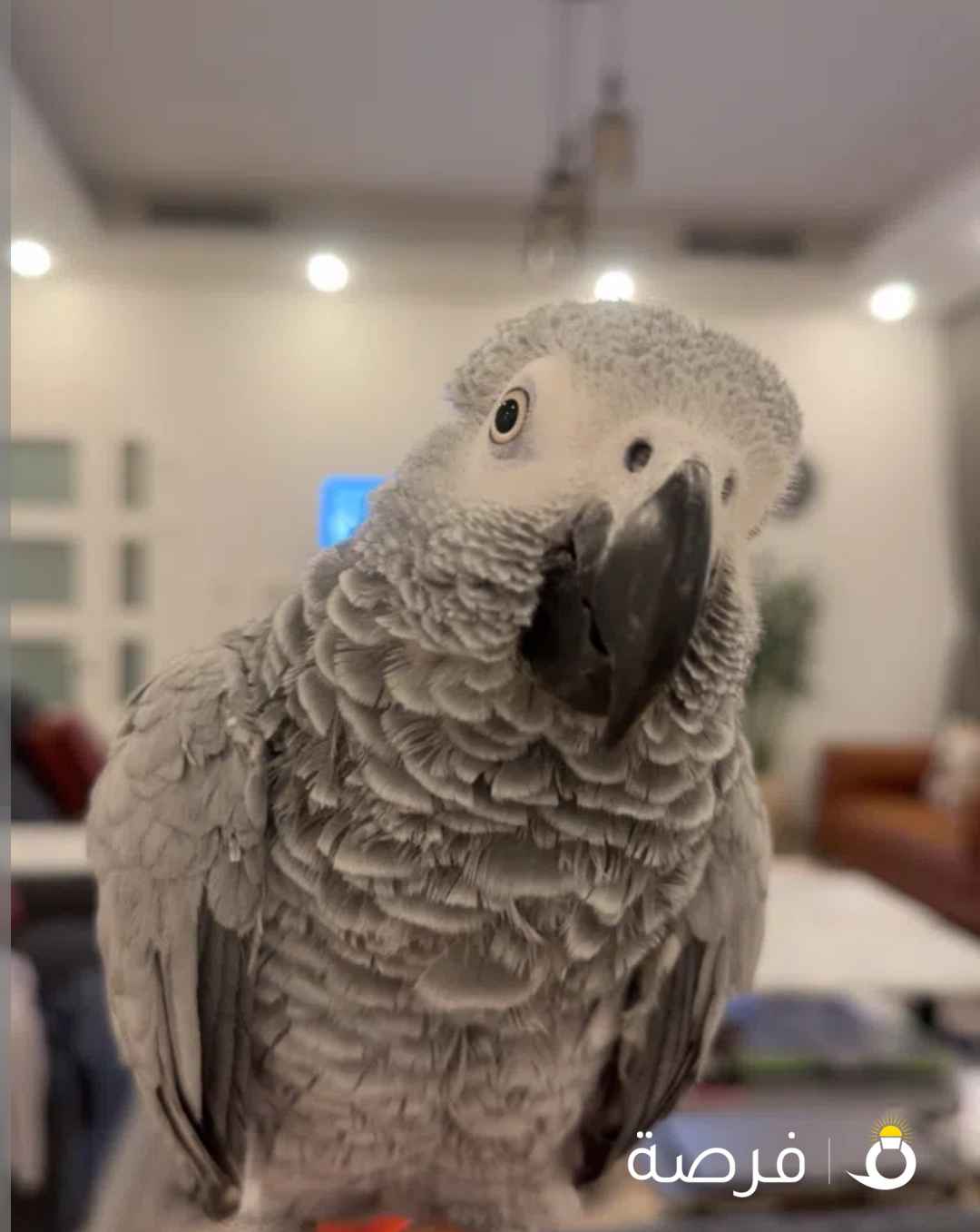 كاسكو مفقود في العقيله