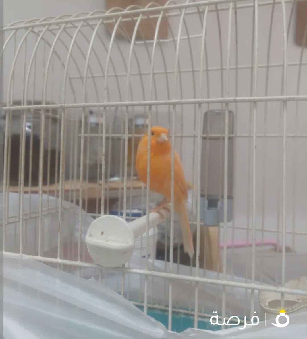 كناري شرط التغريد