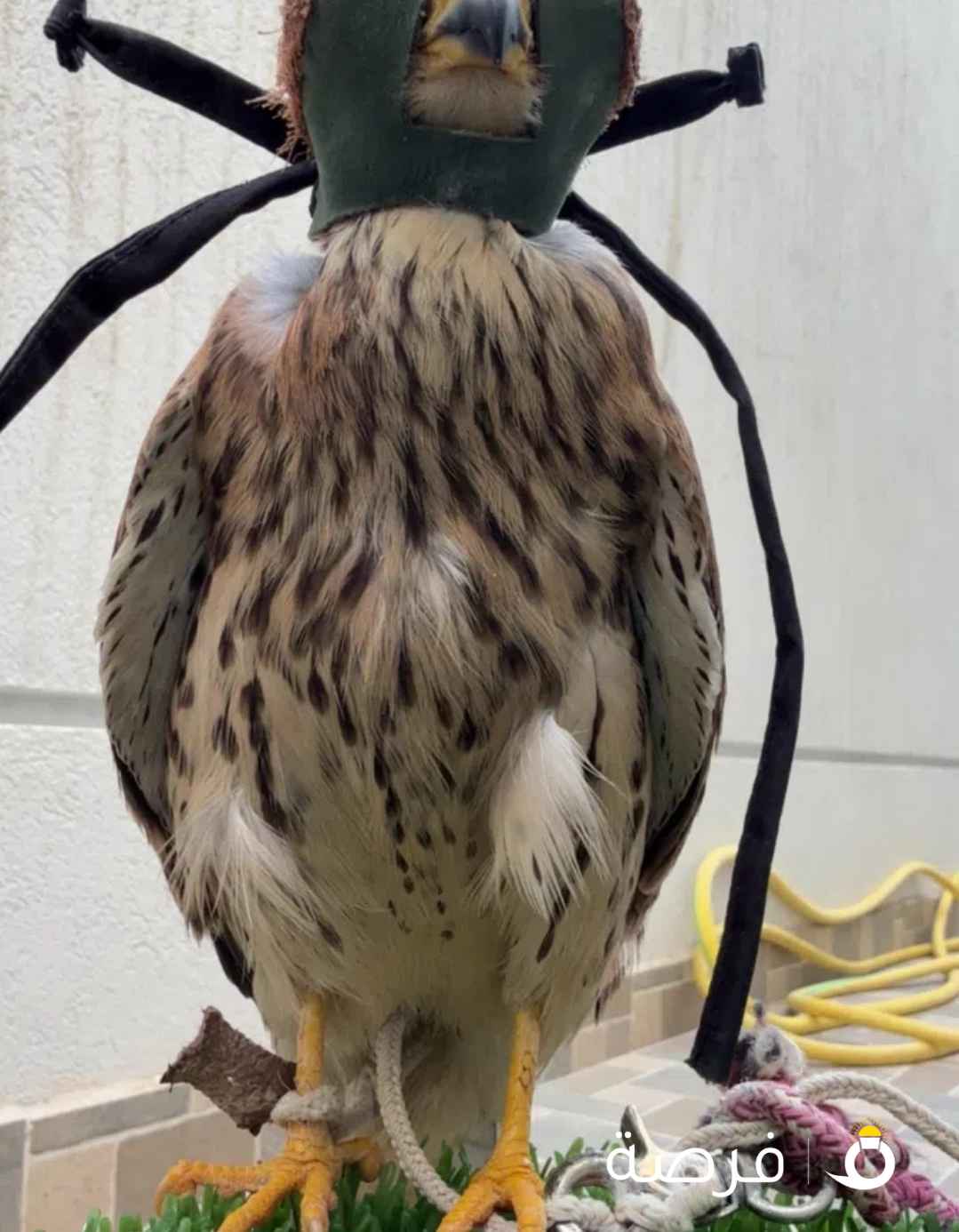 حميميج وحش راكد على الايد مع اغراضه