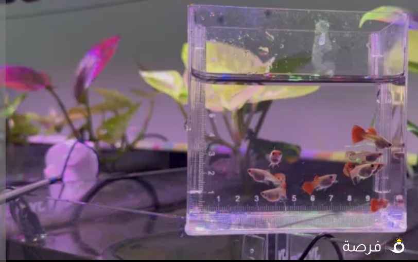 Quality molly and guppy available