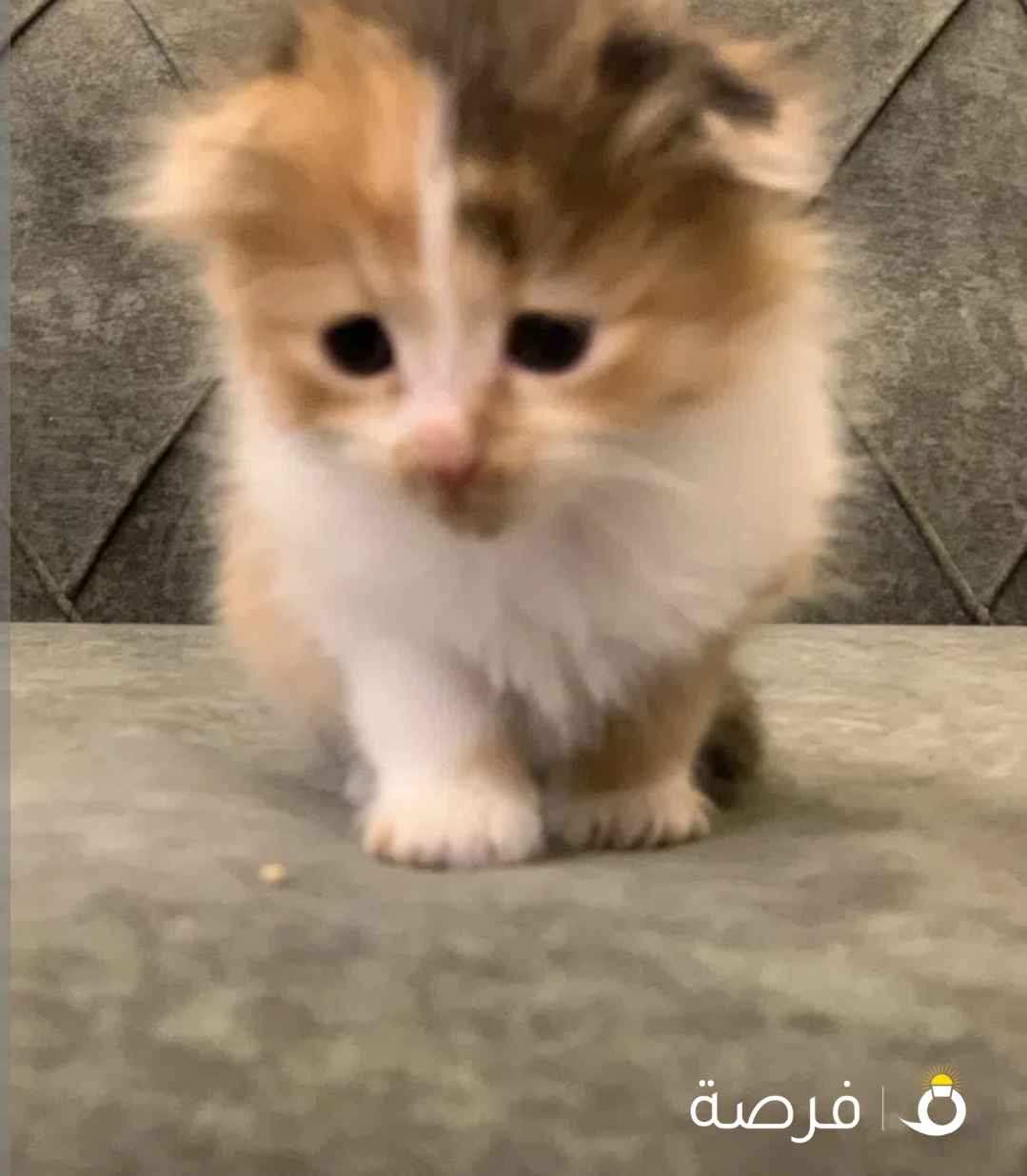 للتبني _ كتن _ العمر _ شهر واسبوعين _ يعرفون للرتربكس _ للتواصل _ واتساب