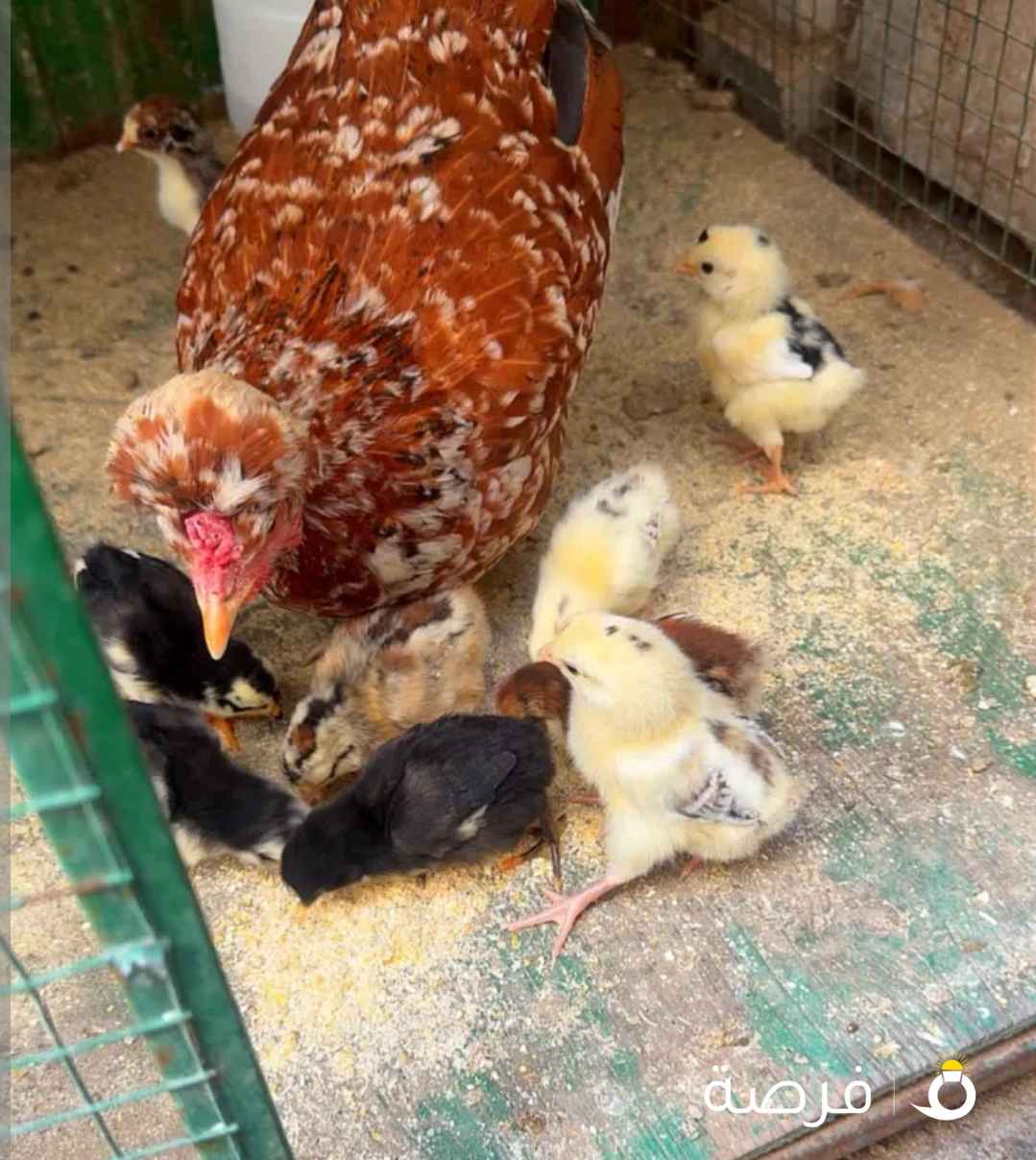 للبيع دجاجة مع فروخها