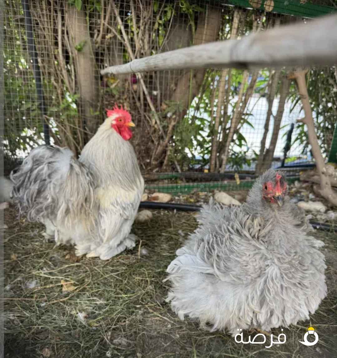 للبيع دجاج كوشن فرزل